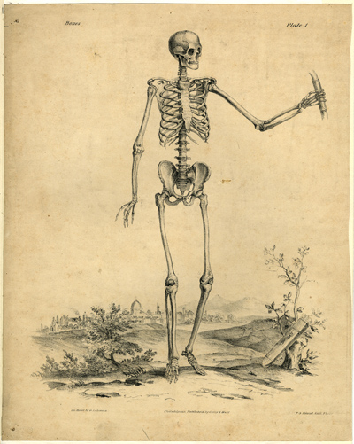 skeleton anatomical engraving